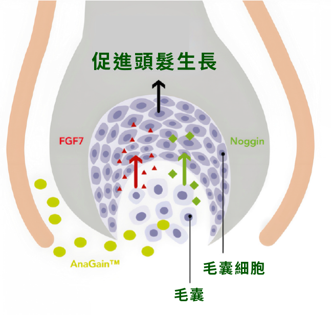 DR.SCALP 日本豌豆芽生髮補充劑