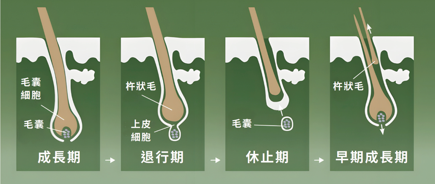 DR.SCALP 日本豌豆芽生髮補充劑